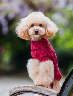 Pet Dog Teddy Comfortable Clothes Soft Thickening Warm Polar Fleece Winter Clothes